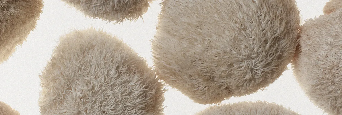 Lion's Mane fruiting bodies for Trickster Magazine